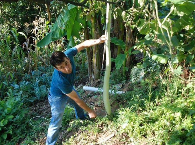 1-5-metre-boyunda-sak-z-kaba-yeti-tirdi